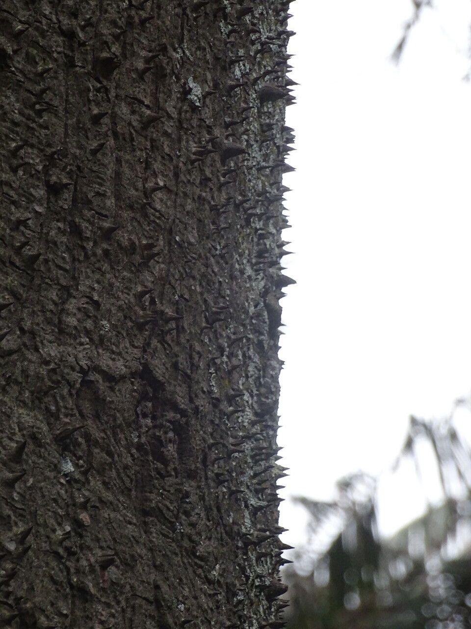 Ceiba crispiflora bark