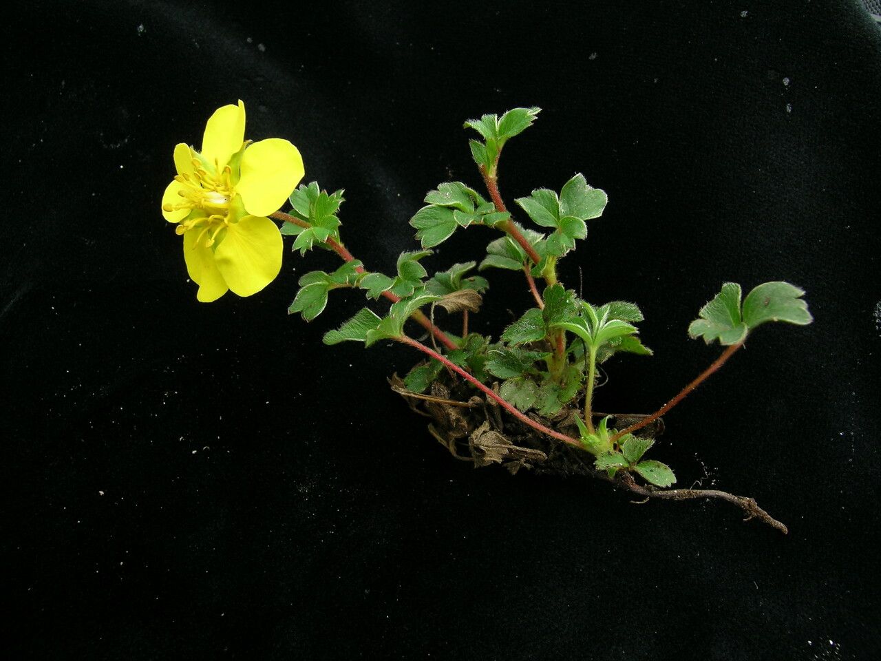 Potentilla lindleyi — search result for 'Potentilla'