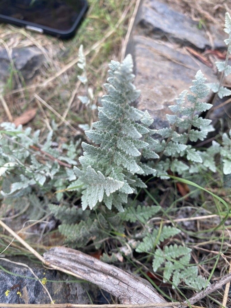 Hemionitis parryi — search result for 'Hemionitis'