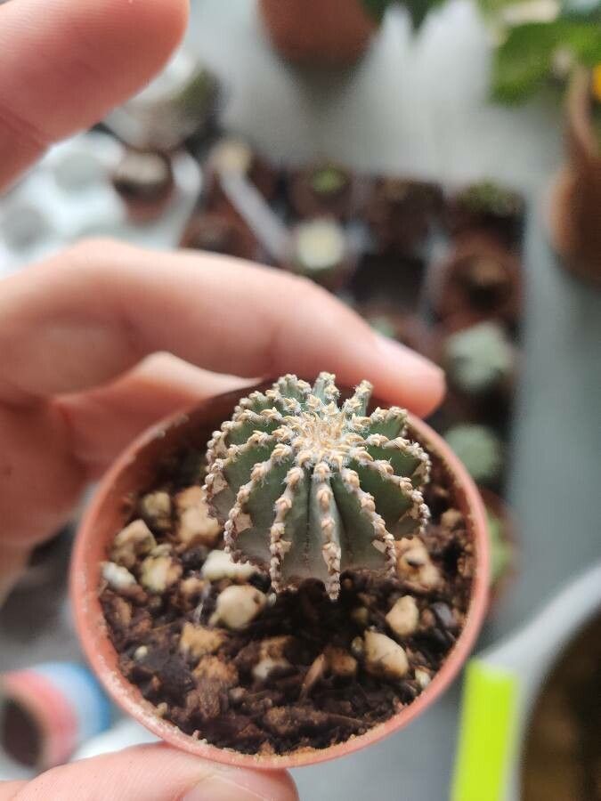 Geohintonia mexicana — houseplant care guide