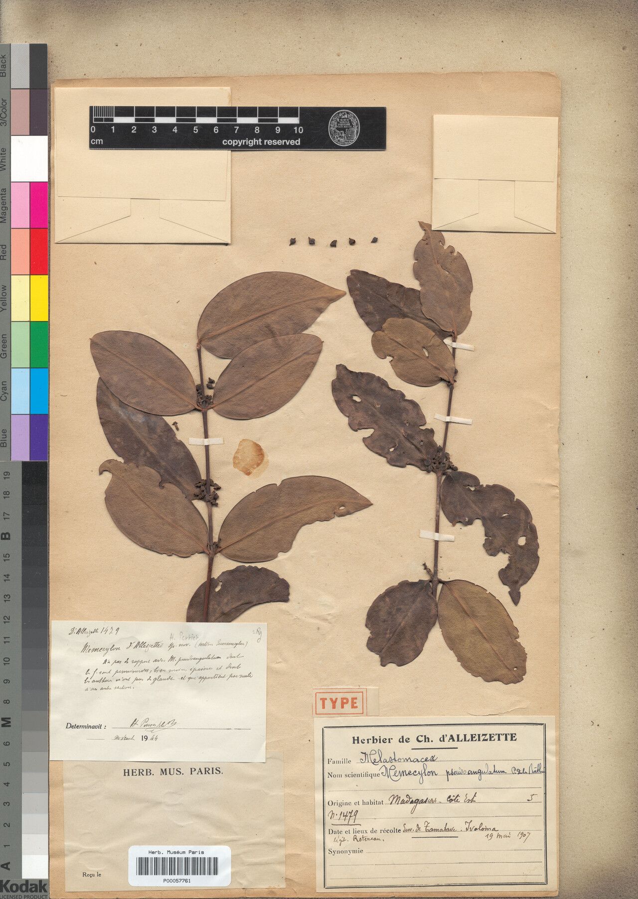 Memecylon dalleizettei — houseplant care guide