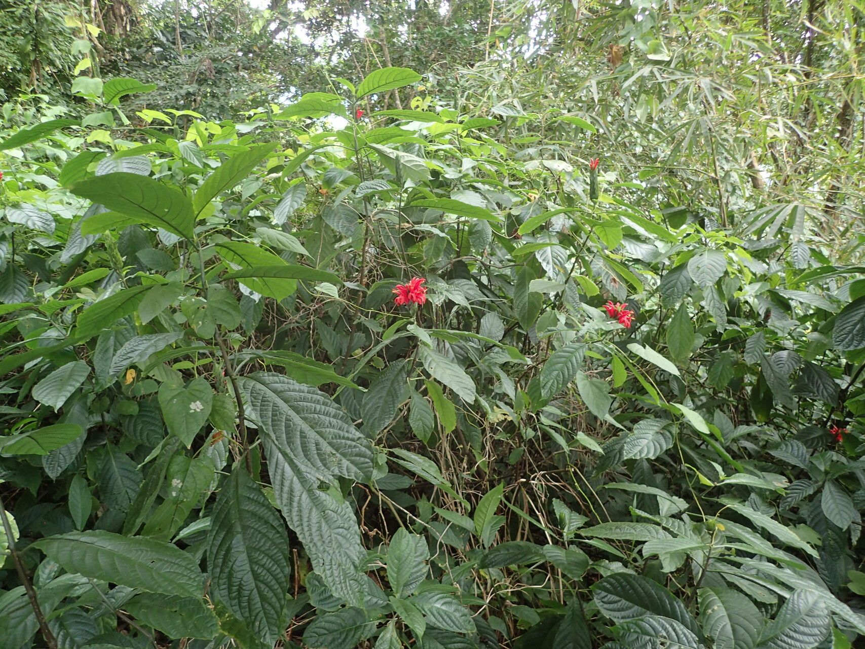 Pachystachys spicata habit