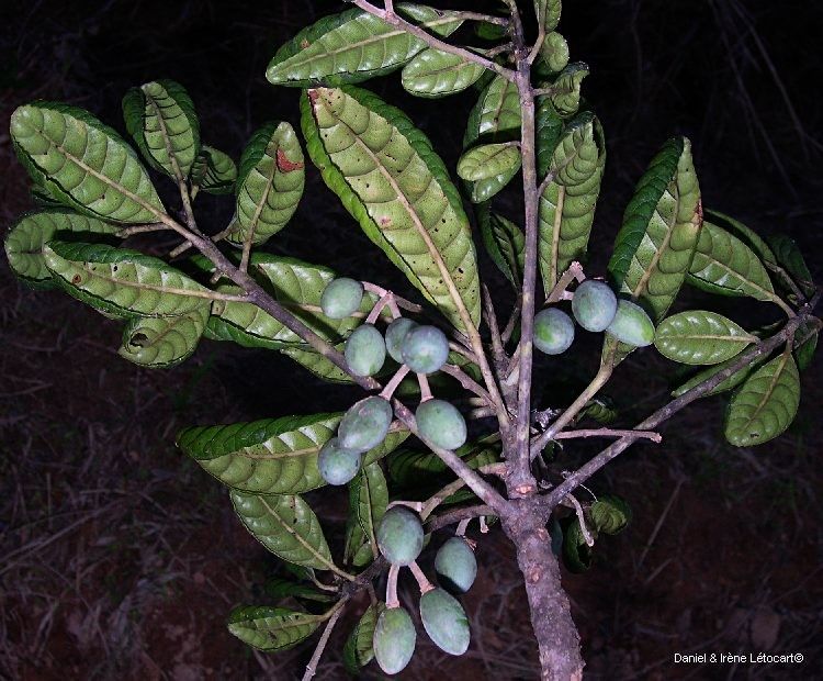 Elaeocarpus bullatus — houseplant care guide