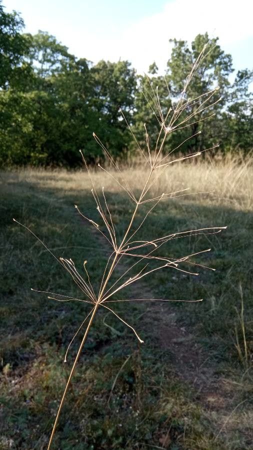 Chrysopogon gryllus leaf