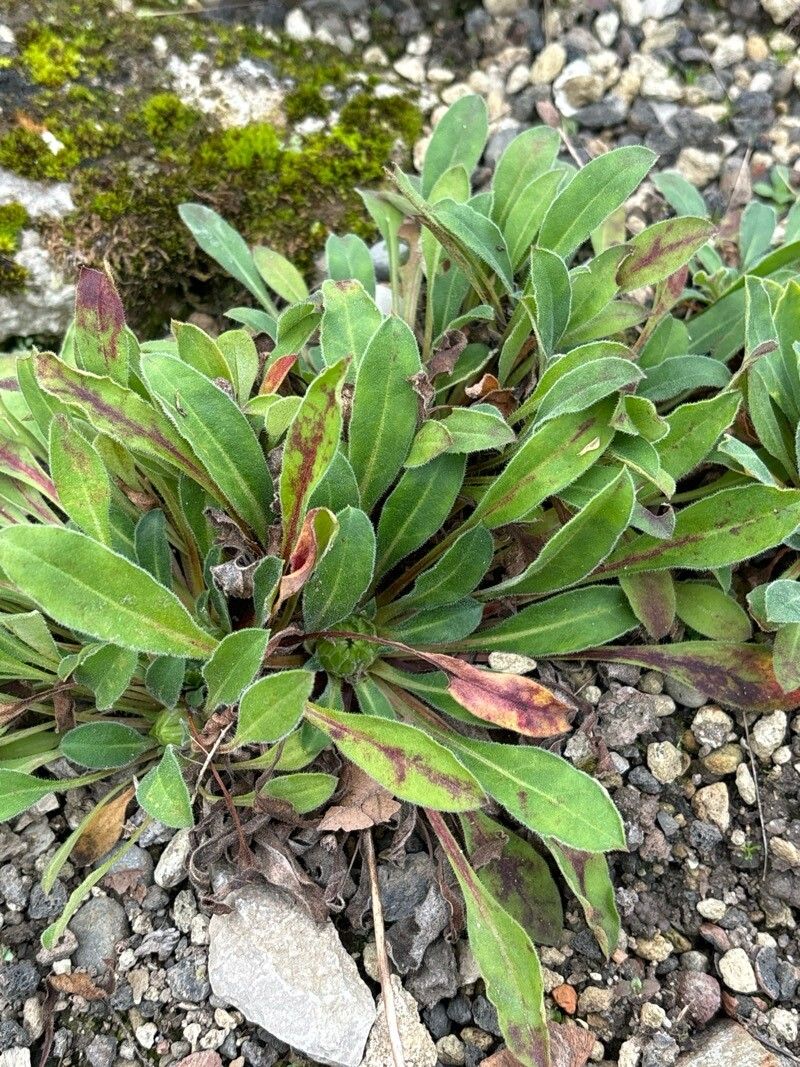 Androsace foliosa — houseplant care guide