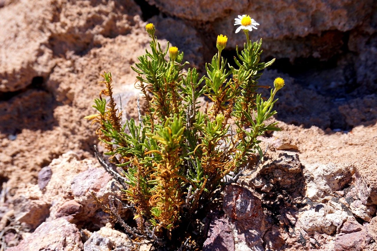 Diplostephium meyenii habit