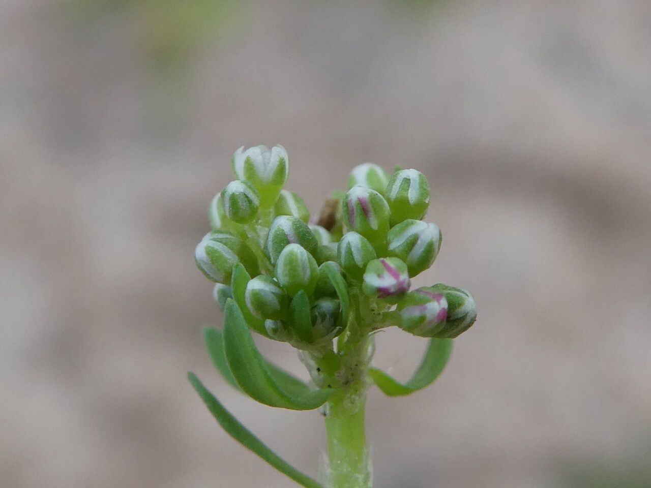Corrigiola littoralis flower