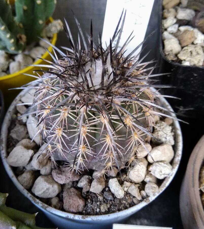 Eriosyce islayensis — houseplant care guide