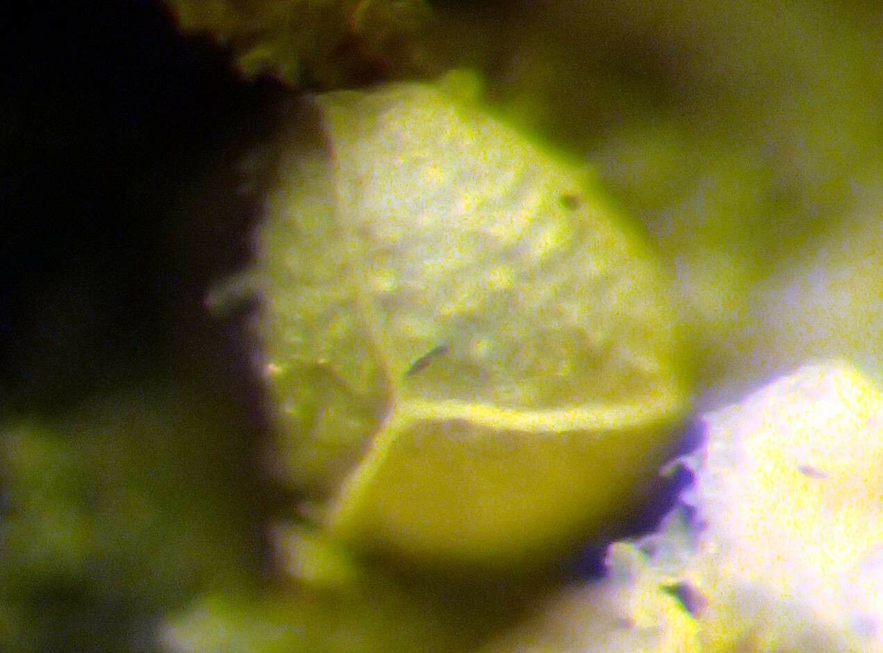 Isoetes lacustris fruit