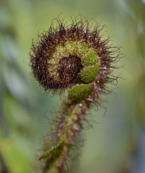 Asplenium pseudotenerum fruit