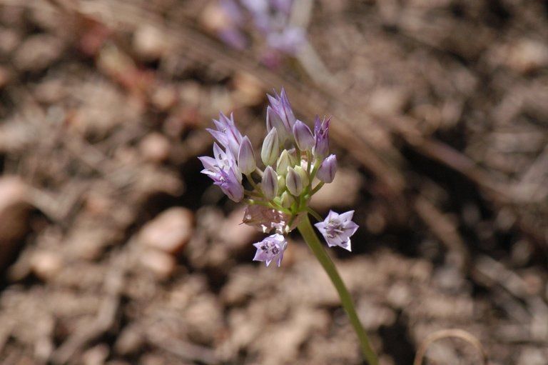 Allium parryi flower