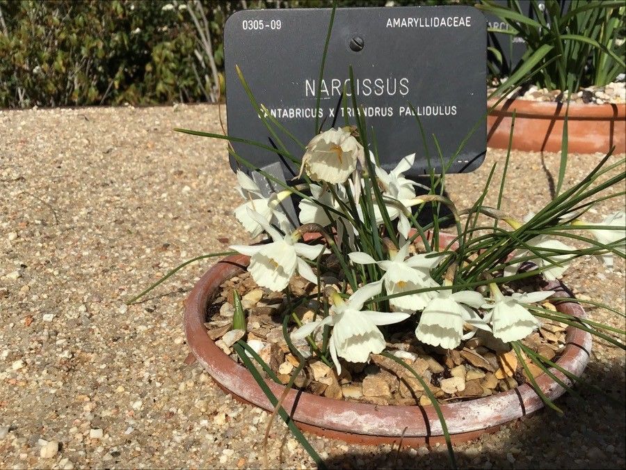Narcissus cantabricus habit