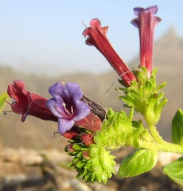 Echium stenosiphon flower