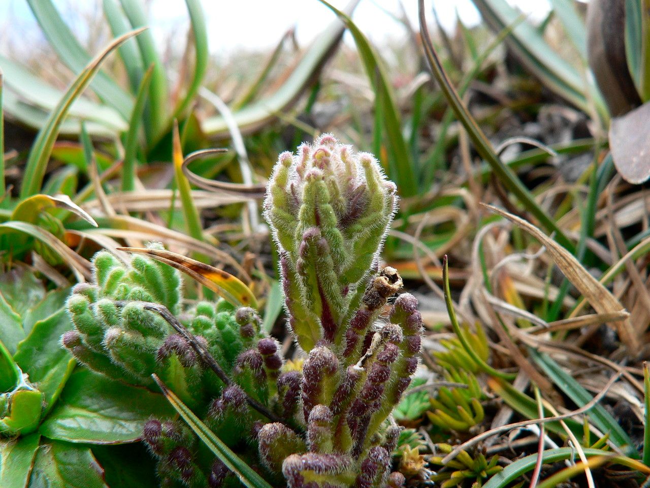 Bartsia stricta leaf
