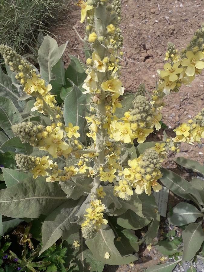 Verbascum olympicum habit
