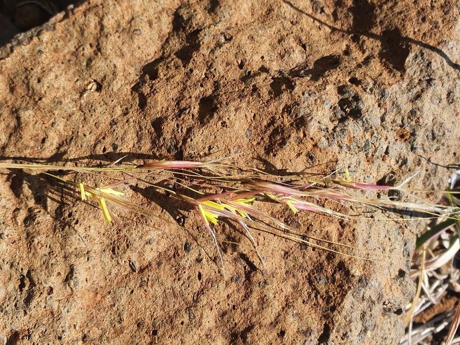 Chrysopogon plumulosus flower