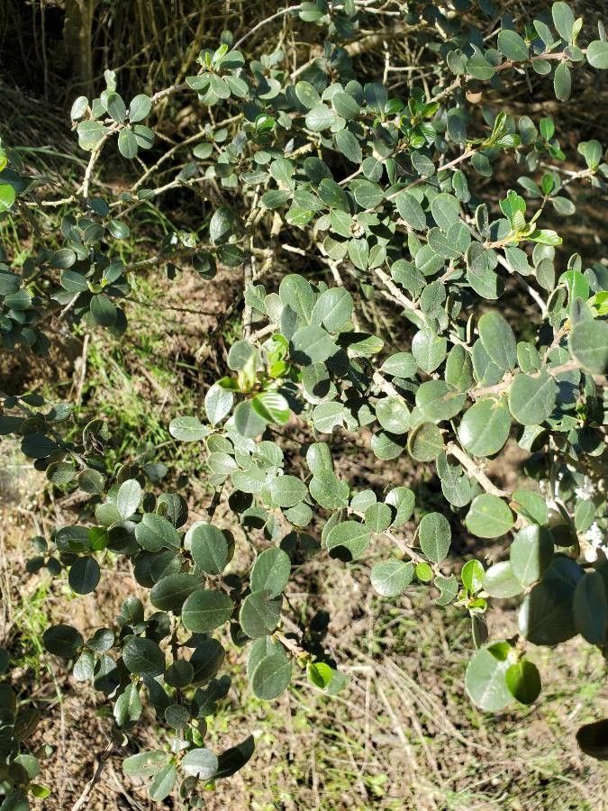 Ceanothus megacarpus — search result for 'Ceanothus'