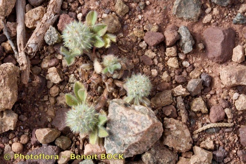 Trifolium gemellum habit