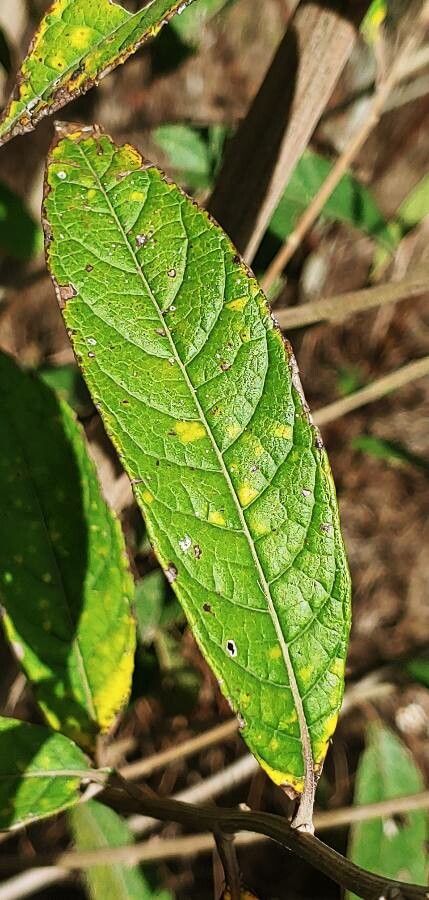 Vernonia polyantha leaf
