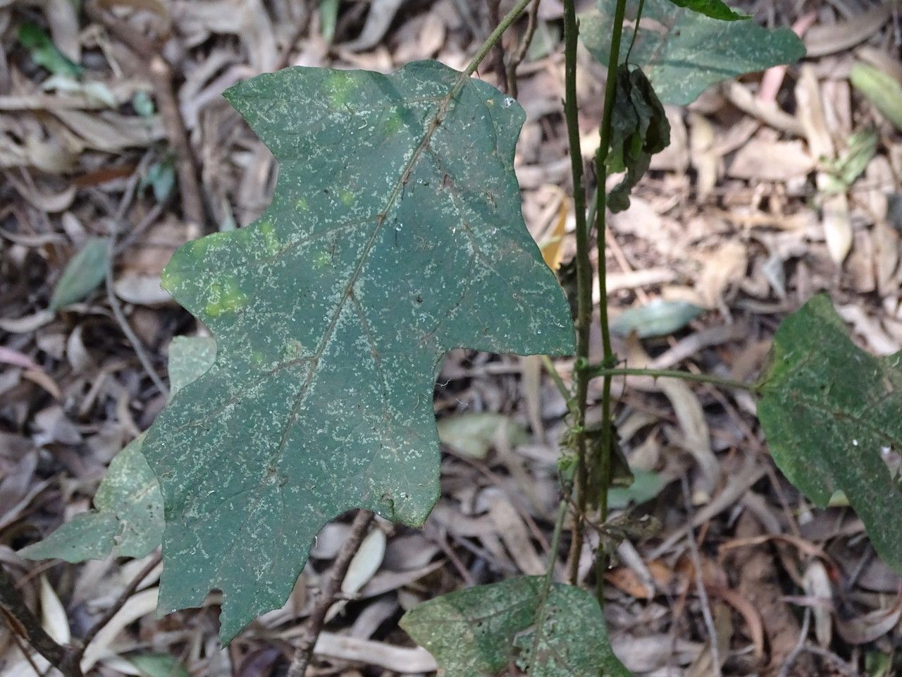 Solanum aculeastrum — houseplant care guide