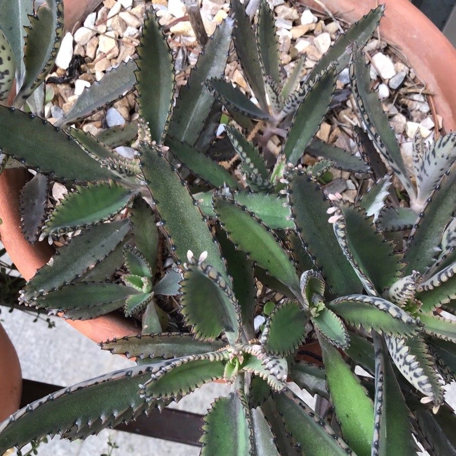 Kalanchoe serrata leaf