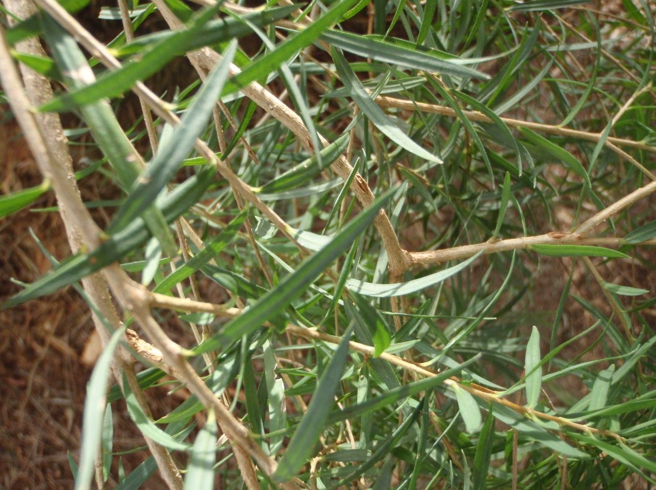 Melaleuca linariifolia leaf