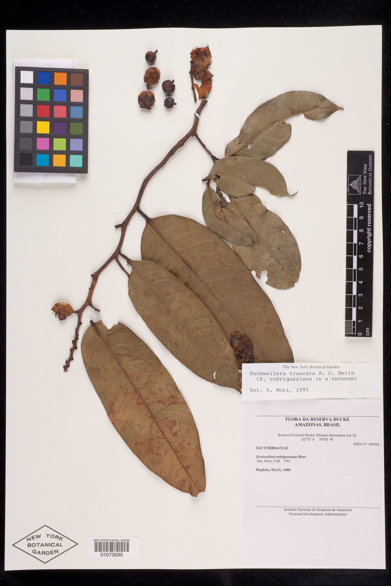 Eschweilera truncata fruit