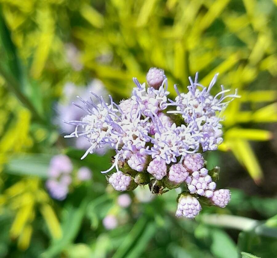 Chromolaena arnottiana flower