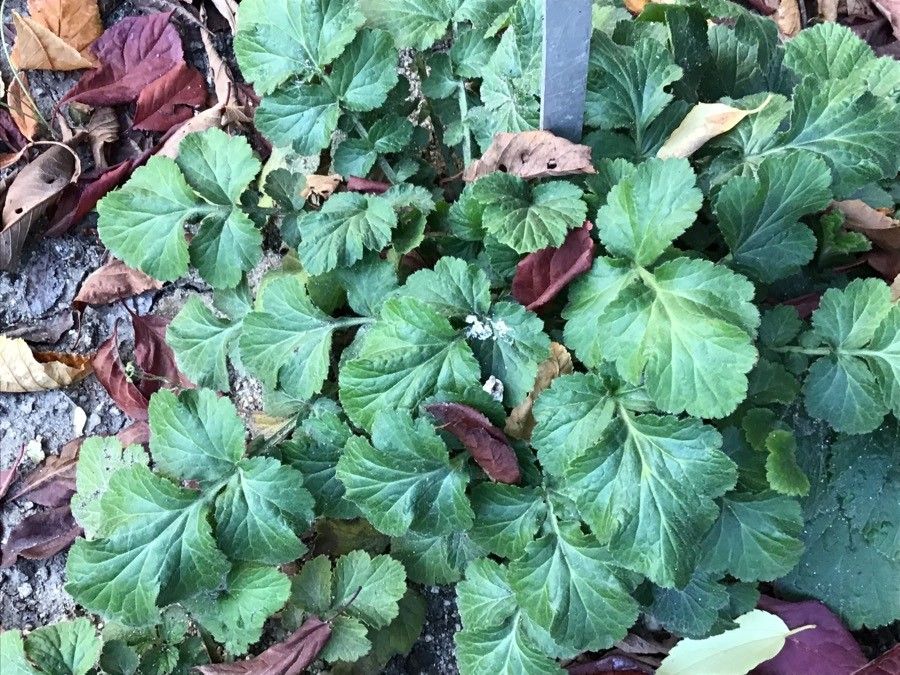 Geum pyrenaicum — search result for 'Geum'