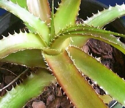 Orthophytum glabrum — related species from the same genus