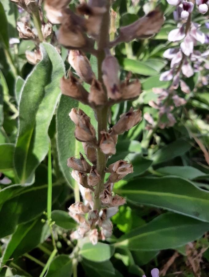 Lupinus diffusus fruit
