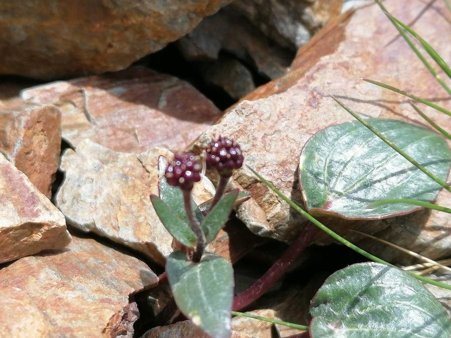 Ranunculus parnassifolius fruit