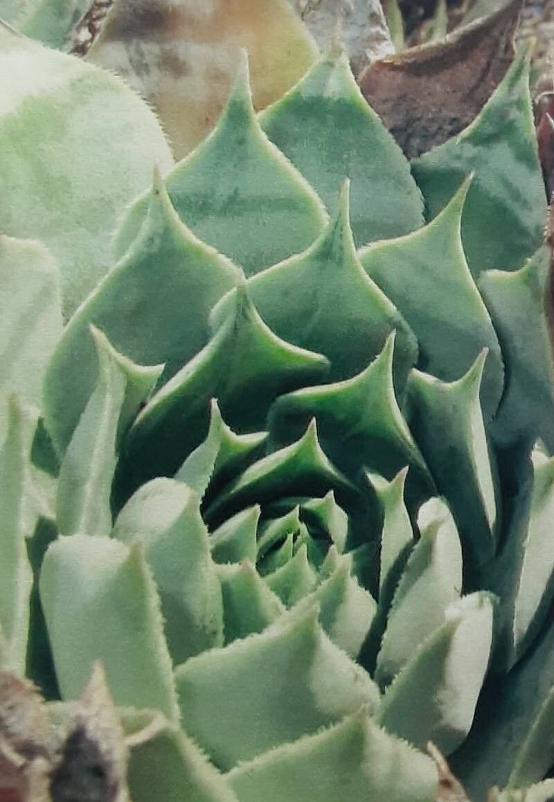 Sempervivum soculense leaf