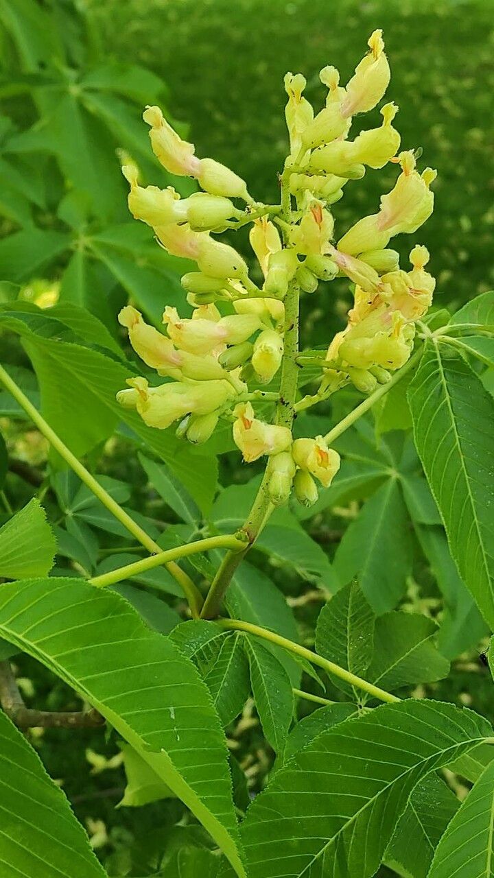 Aesculus flava flower