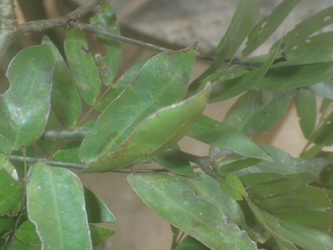 Julbernardia brieyi other