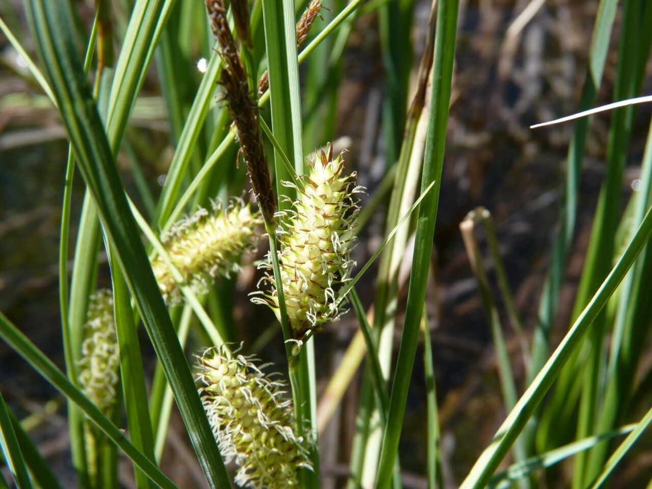 Carex rostrata flower