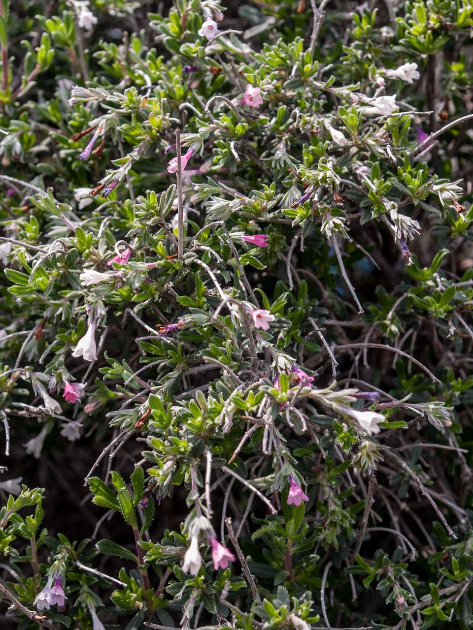 Lithodora hispidula flower