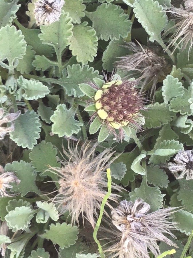 Pterocephalus perennis flower