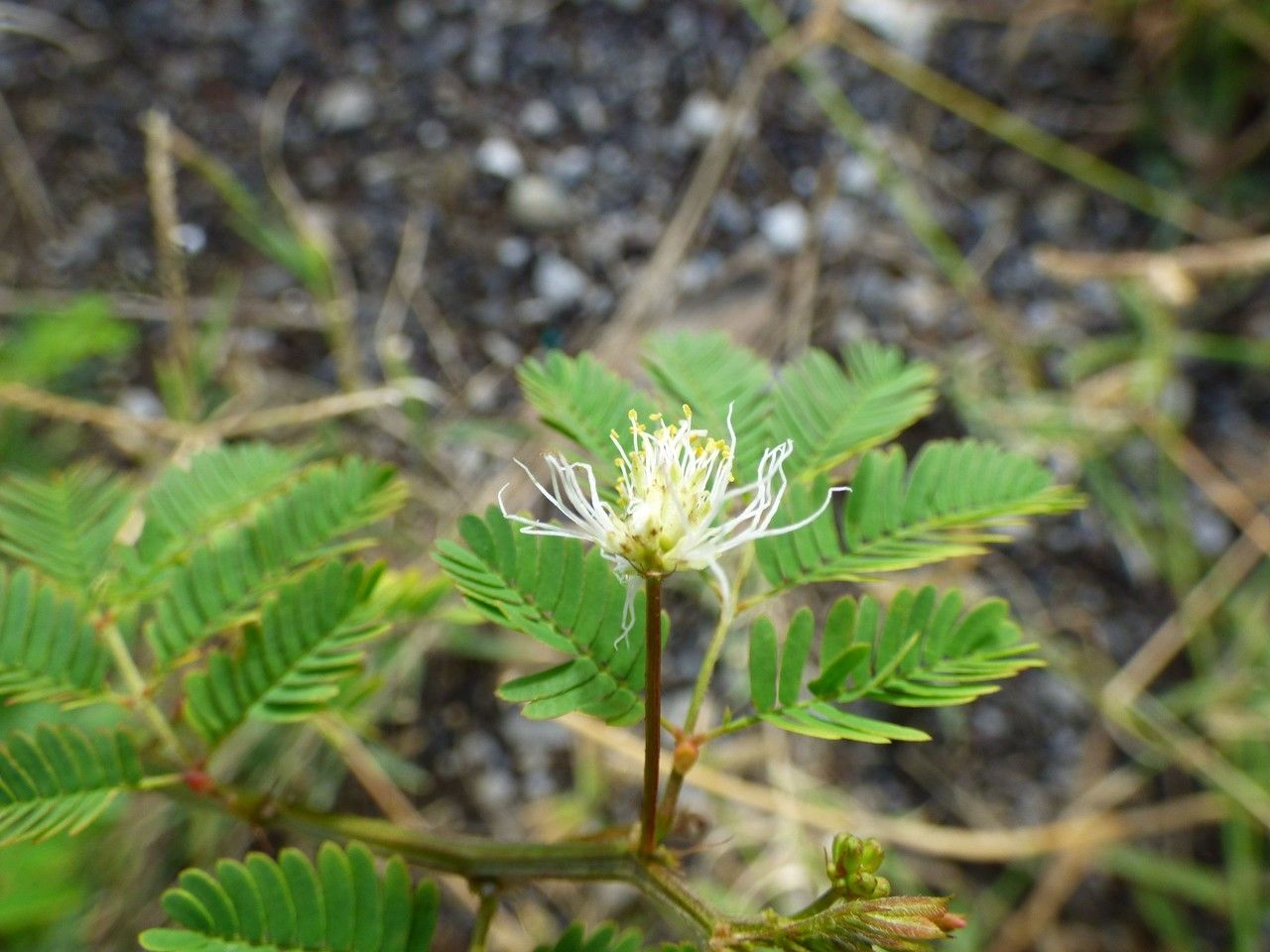Desmanthus virgatus flower
