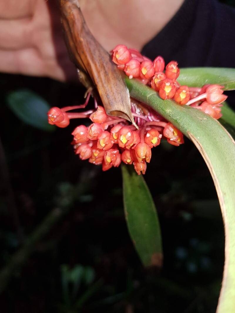 Maxillaria fulgens — search result for 'Maxillaria'
