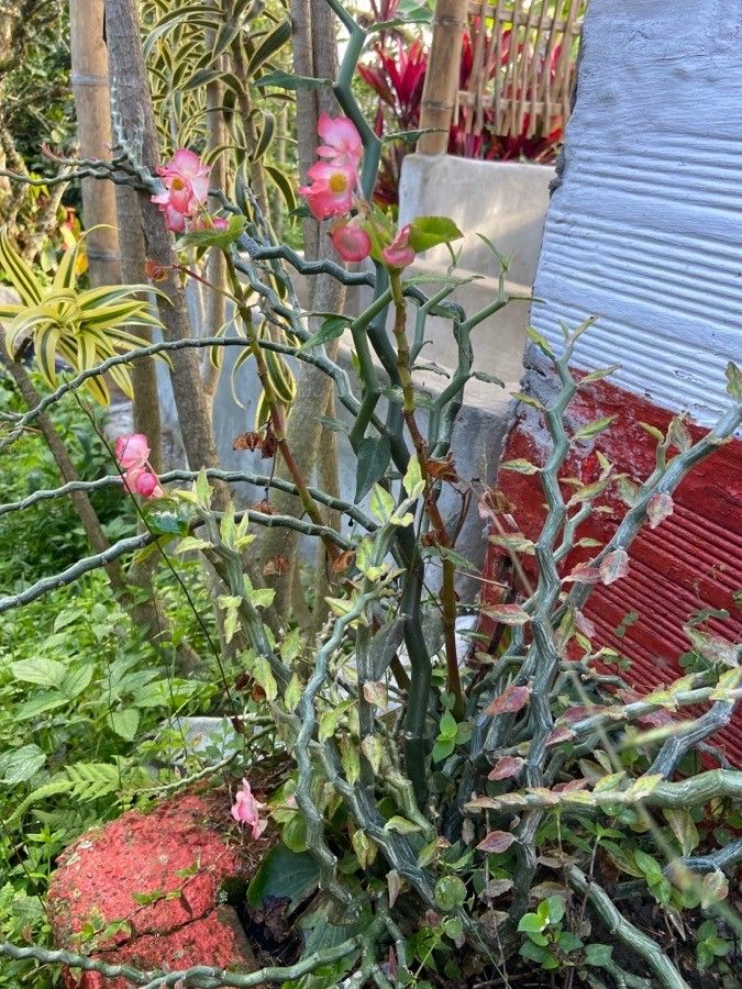 Pedilanthus tithymaloides flower