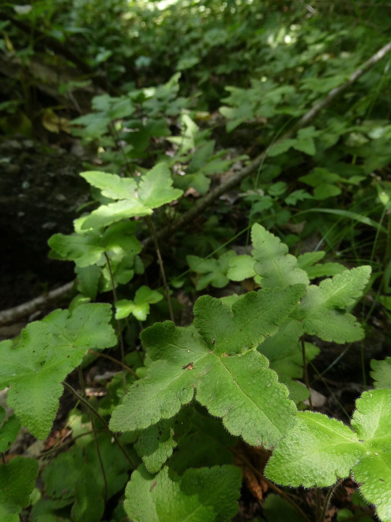 Hemionitis palmata habit