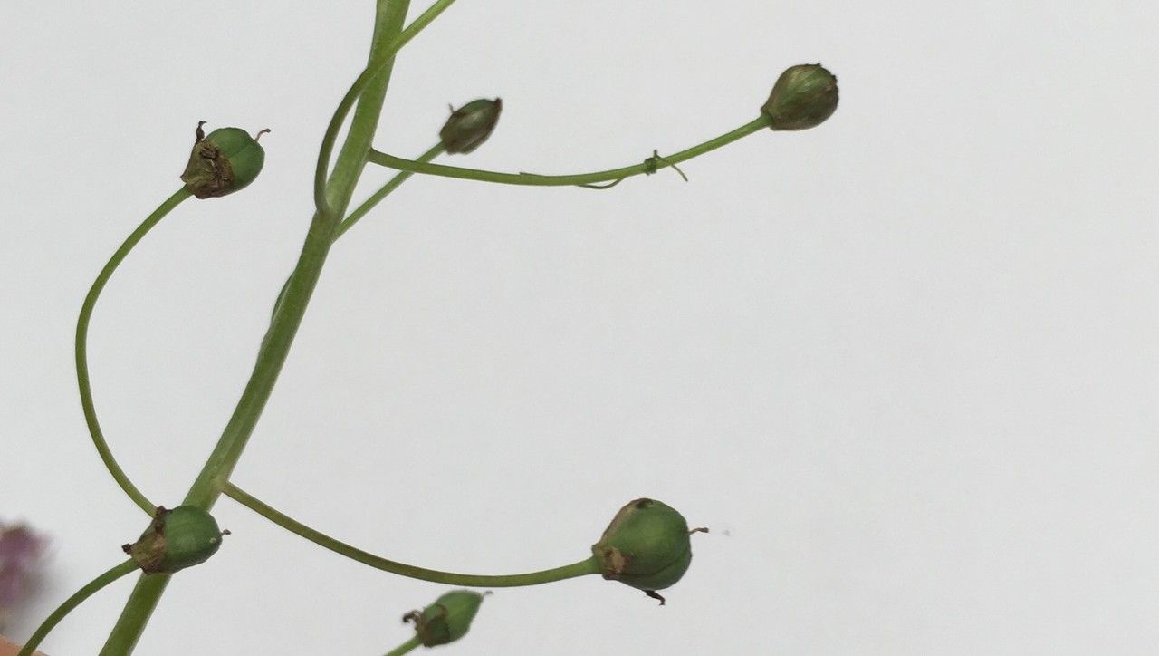 Prospero corsicum fruit