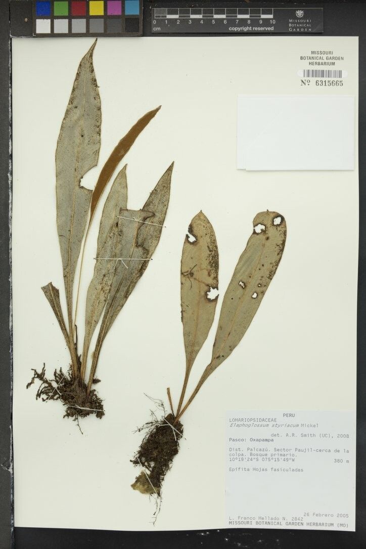 Elaphoglossum styriacum — houseplant care guide