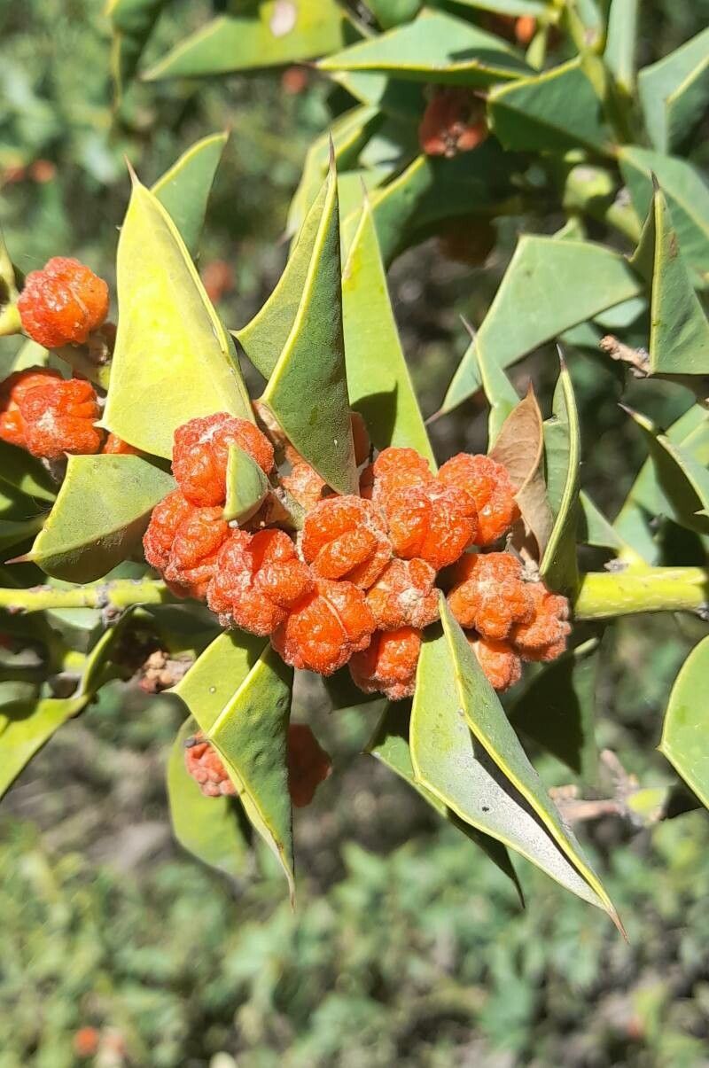 Jodina rhombifolia fruit