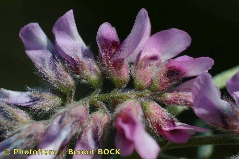 Vicia vicioides flower