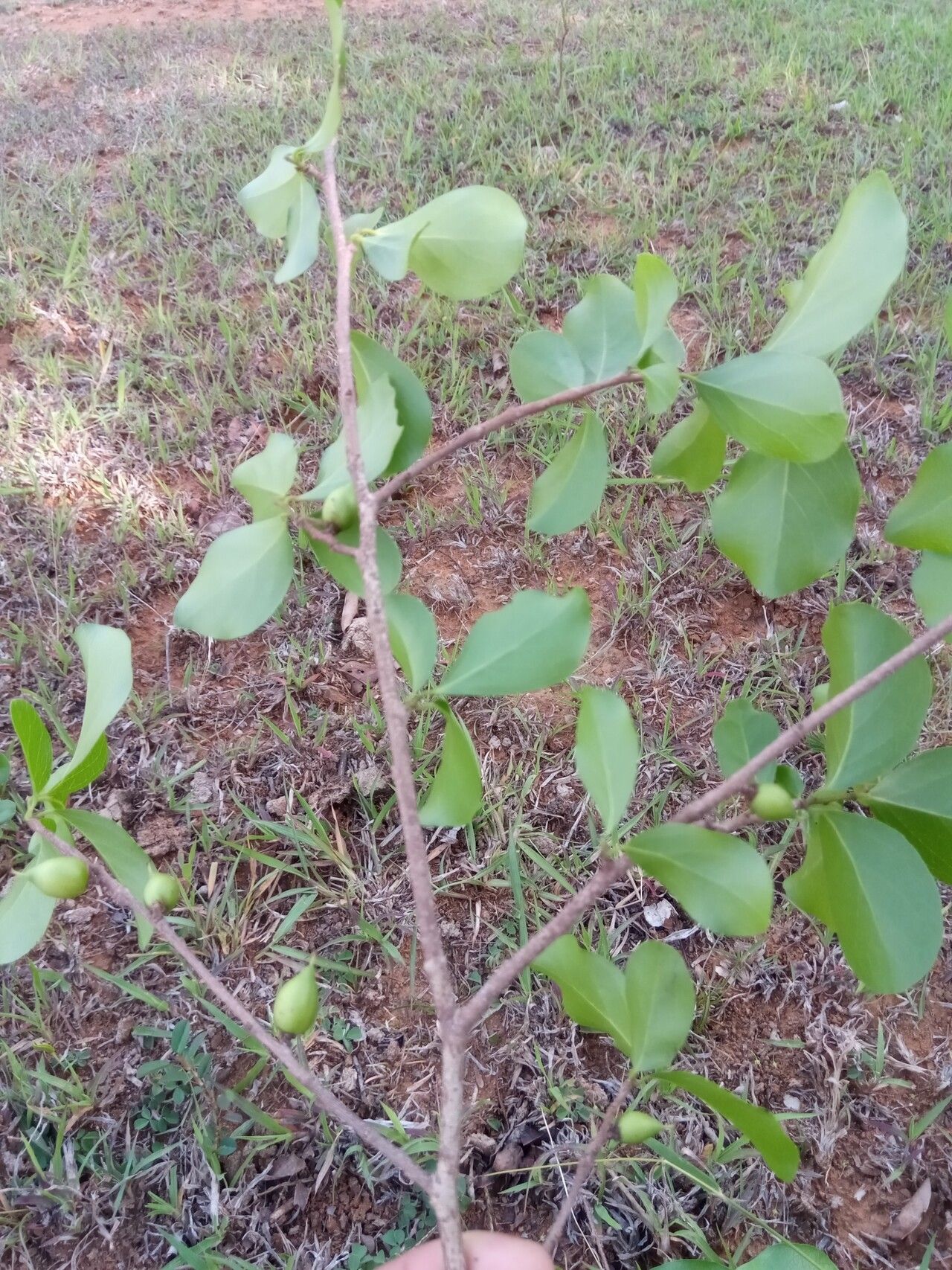 Ludia suarezensis habit