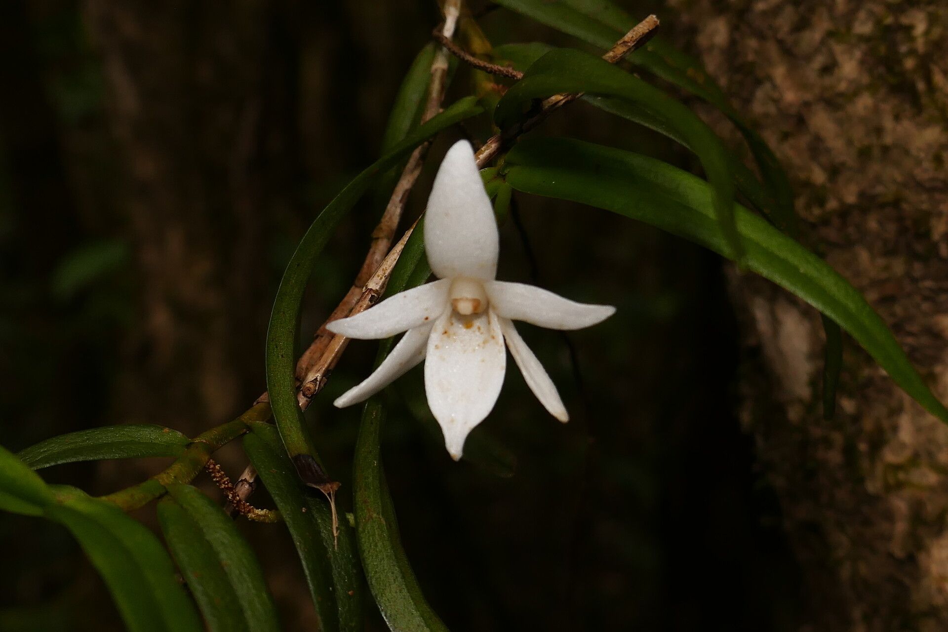 Angraecum implicatum — houseplant care guide