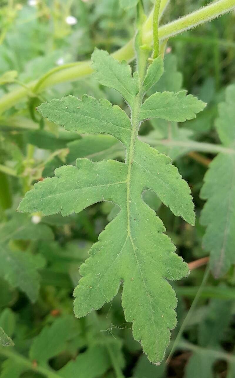 Calceolaria chelidonioides — houseplant care guide