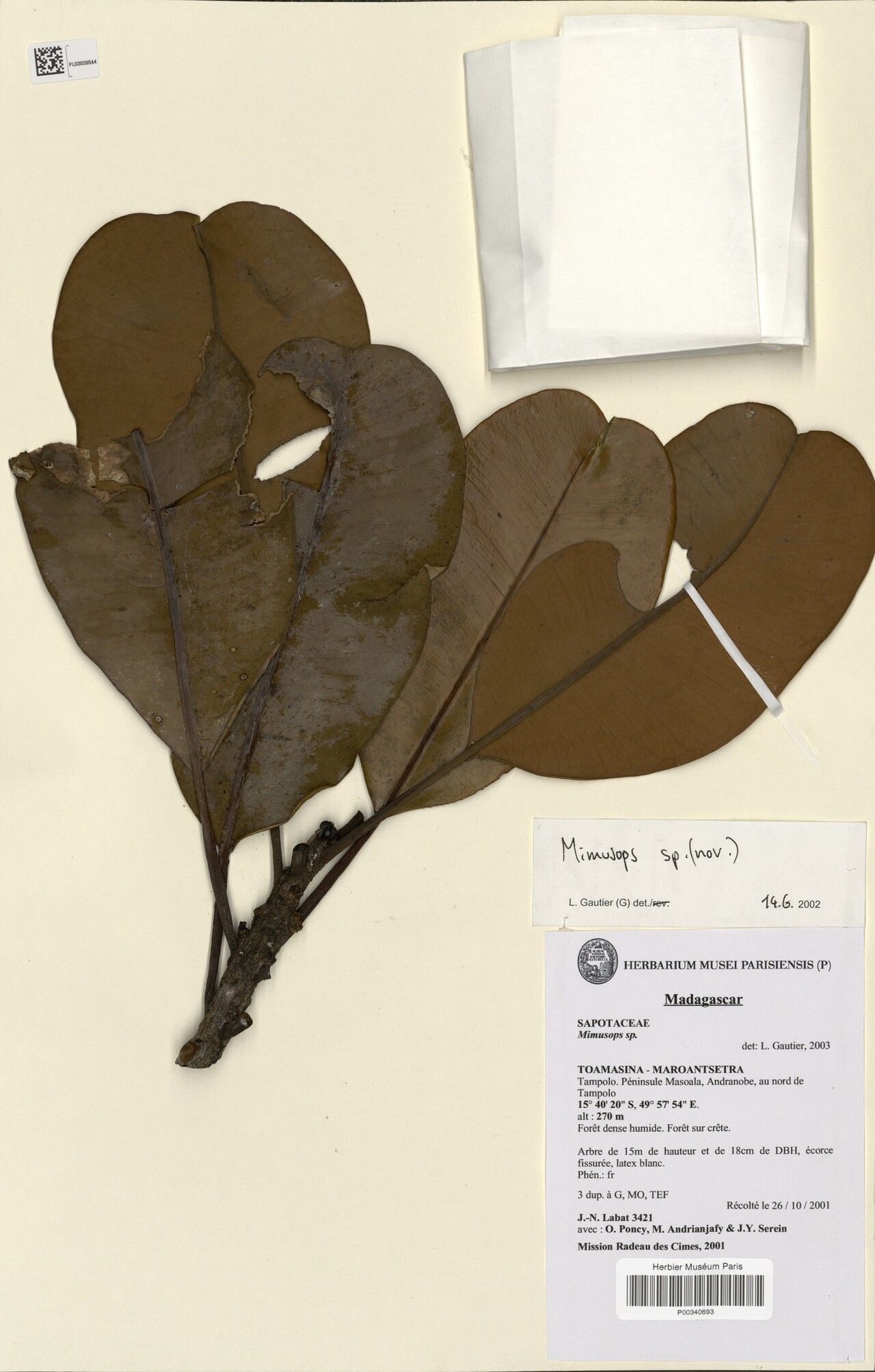 Mimusops masoalensis — houseplant care guide